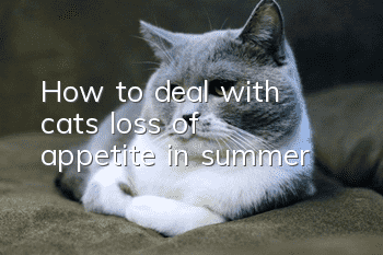 How to deal with cats’ loss of appetite in summer