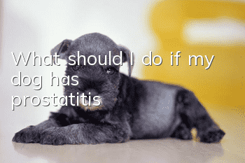 What should I do if my dog ​​has prostatitis?