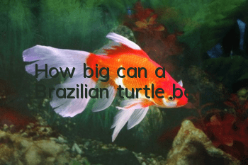 How big can a Brazilian turtle be?