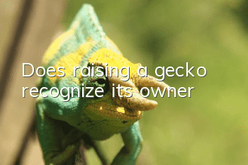 Does raising a gecko recognize its owner?