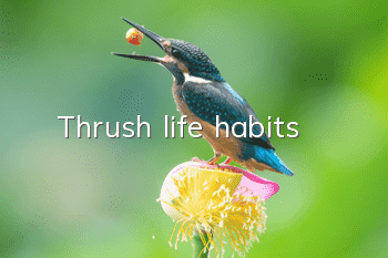 Thrush life habits