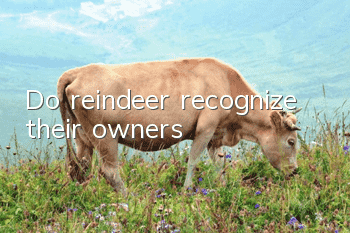 Do reindeer recognize their owners?