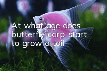 At what age does butterfly carp start to grow a tail?