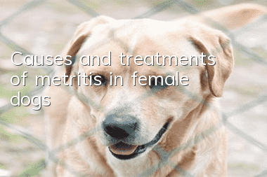 Causes and treatments of metritis in female dogs