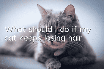 What should I do if my cat keeps losing hair?