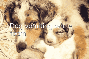 Dog vomiting white foam