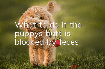 What to do if the puppy’s butt is blocked by feces?