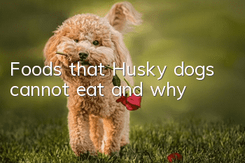 Foods that Husky dogs cannot eat and why