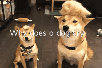 Why does a dog cry?