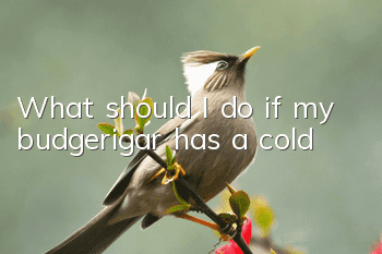 What should I do if my budgerigar has a cold?