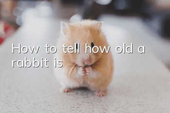 How to tell how old a rabbit is?