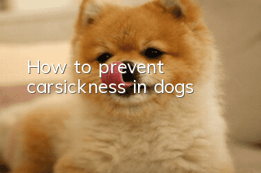 How to prevent carsickness in dogs