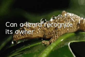 Can a lizard recognize its owner?