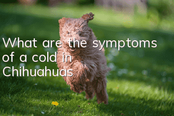 What are the symptoms of a cold in Chihuahuas?