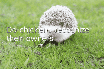 Do chickens recognize their owners?