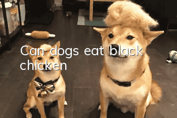 Can dogs eat black chicken?