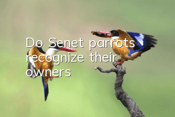 Do Senet parrots recognize their owners?