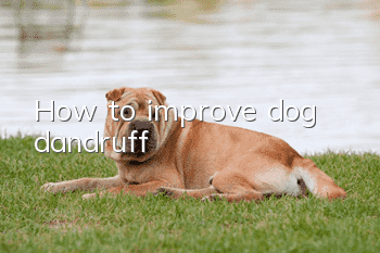 How to improve dog dandruff