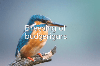 Breeding of budgerigars