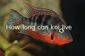 How long can koi live?