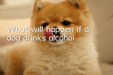 What will happen if a dog drinks alcohol?