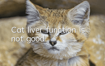 Cat liver function is not good