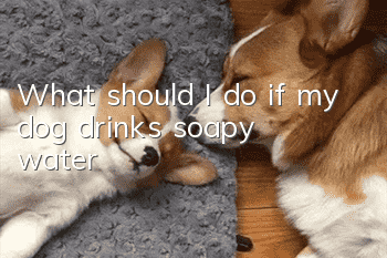 What should I do if my dog ​​drinks soapy water?