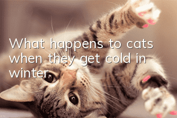 What happens to cats when they get cold in winter?