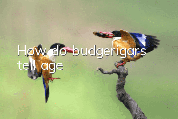 How do budgerigars tell age?