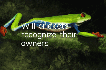 Will crickets recognize their owners?