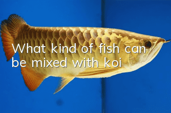 What kind of fish can be mixed with koi?