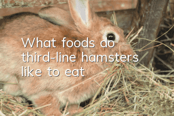 What foods do third-line hamsters like to eat?