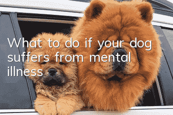 What to do if your dog suffers from mental illness