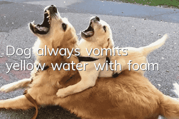 Dog always vomits yellow water with foam