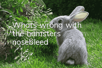 What's wrong with the hamster's nosebleed?