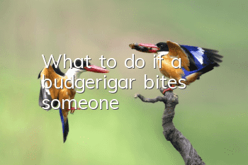 What to do if a budgerigar bites someone