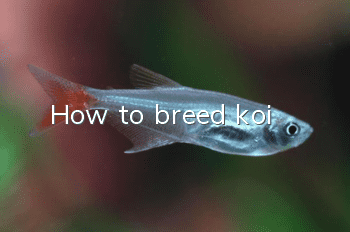 How to breed koi