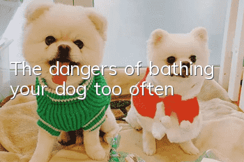 The dangers of bathing your dog too often