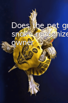 Does the pet green snake recognize its owner?