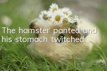 The hamster panted and his stomach twitched.