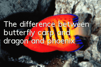 The difference between butterfly carp and dragon and phoenix