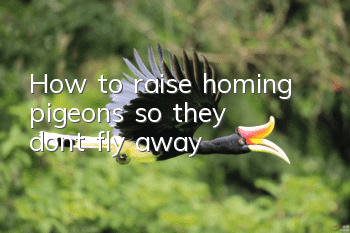 How to raise homing pigeons so they don’t fly away