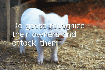 Do geese recognize their owners and attack them?