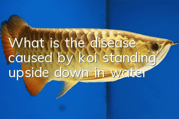 What is the disease caused by koi standing upside down in water?