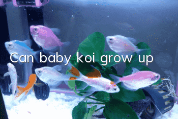 Can baby koi grow up?