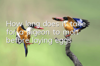 How long does it take for a pigeon to molt before laying eggs?