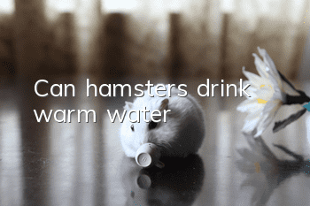 Can hamsters drink warm water?