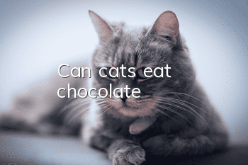 Can cats eat chocolate?