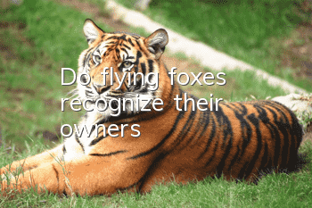 Do flying foxes recognize their owners?