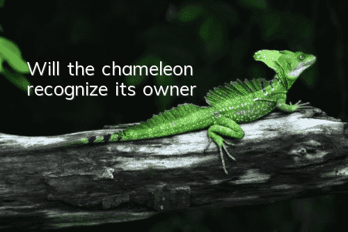 Will the chameleon recognize its owner?